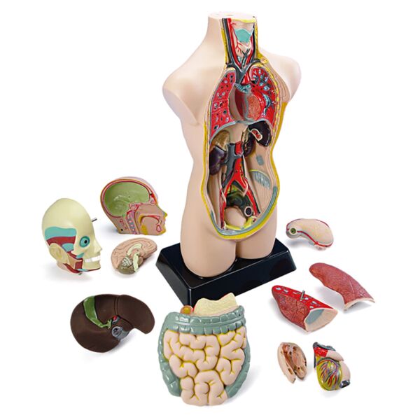 Set de anatomía (11 piezas)